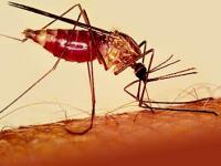 Заболевание малярия